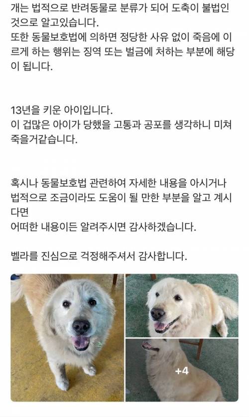 당근마켓에 올라온 실종된 강아지의 결말.jpg