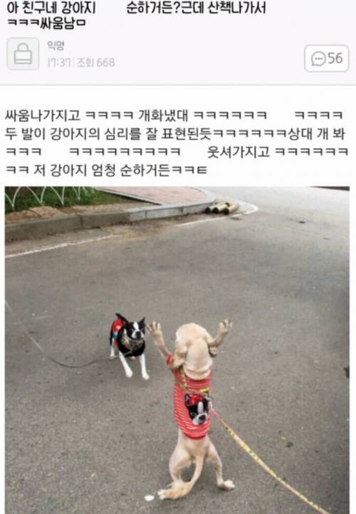 친구네 강아지 순하거든? 근데 산책가서 싸움남