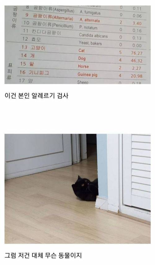 고양이 키우는 사람 옆에만 있어도 알레르기 반응이 나옴