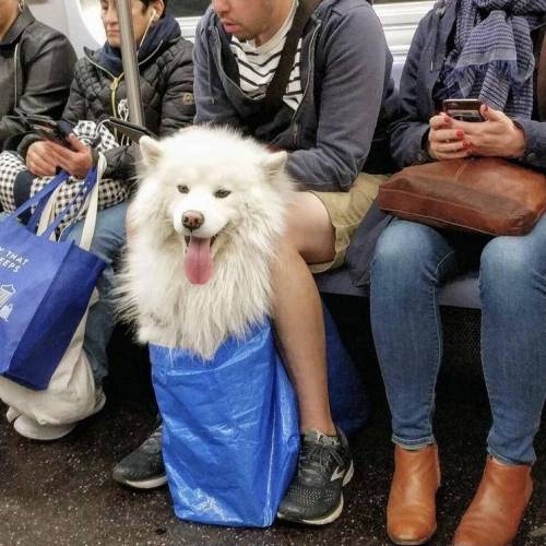 담겨있지 않은 개는 뉴욕 지하철을 탈 수 없습니다