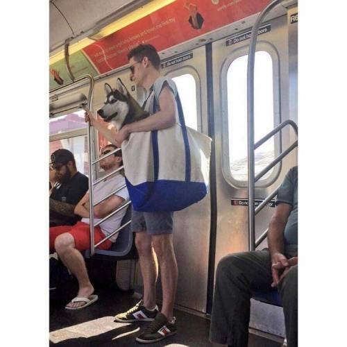 담겨있지 않은 개는 뉴욕 지하철을 탈 수 없습니다