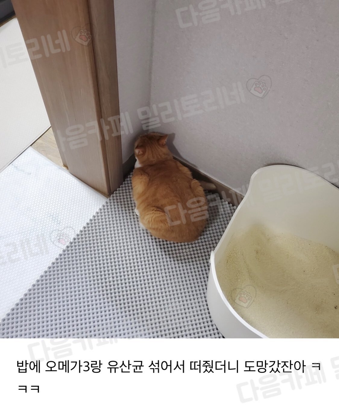 밥먹기 싫다고 도망간 곳이 고작.twt