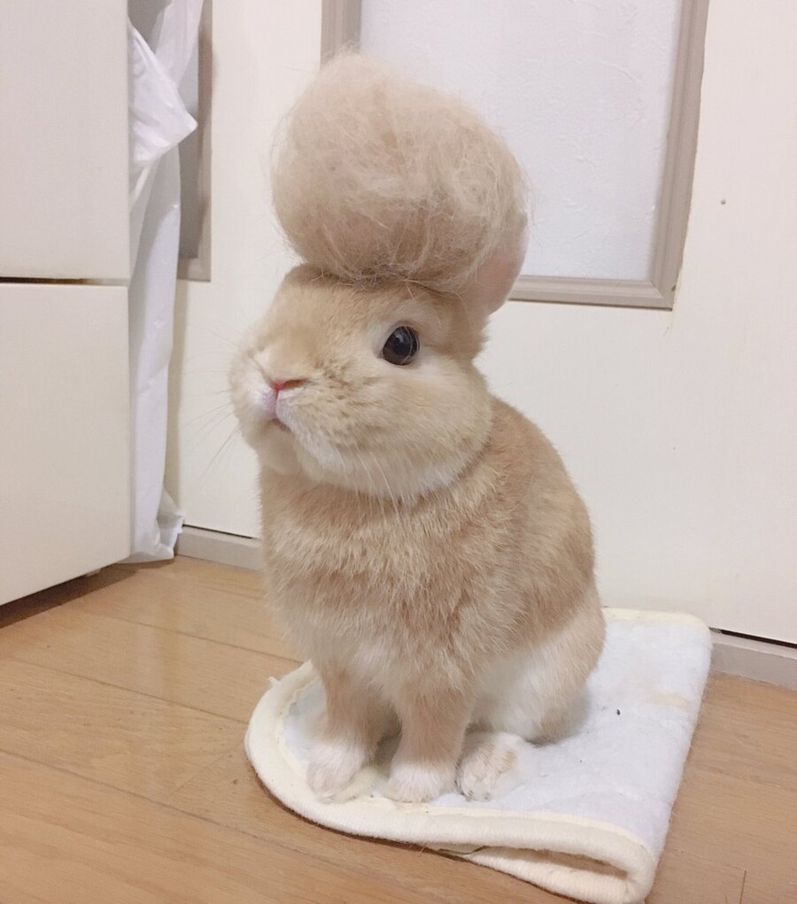 일본 불량배스타일의 토끼.jpg