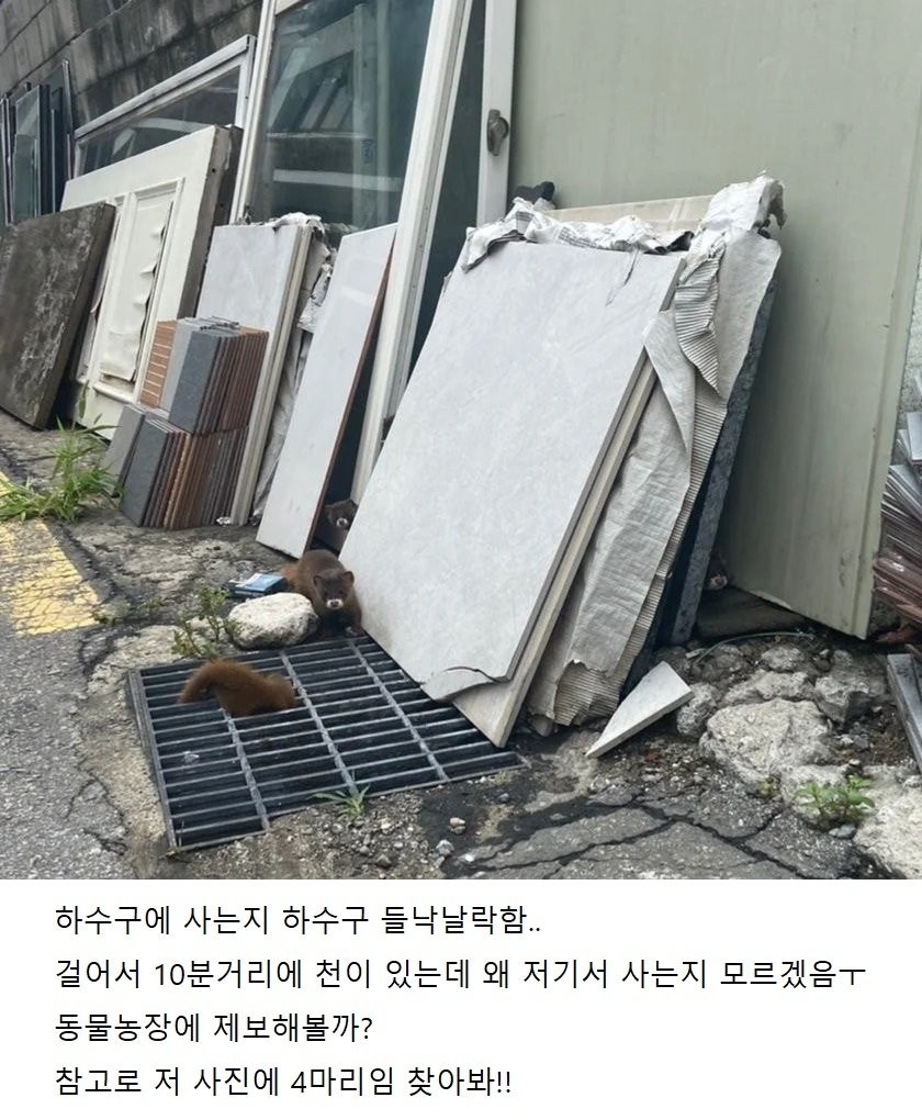 서울에서 발견된 아기 족제비들