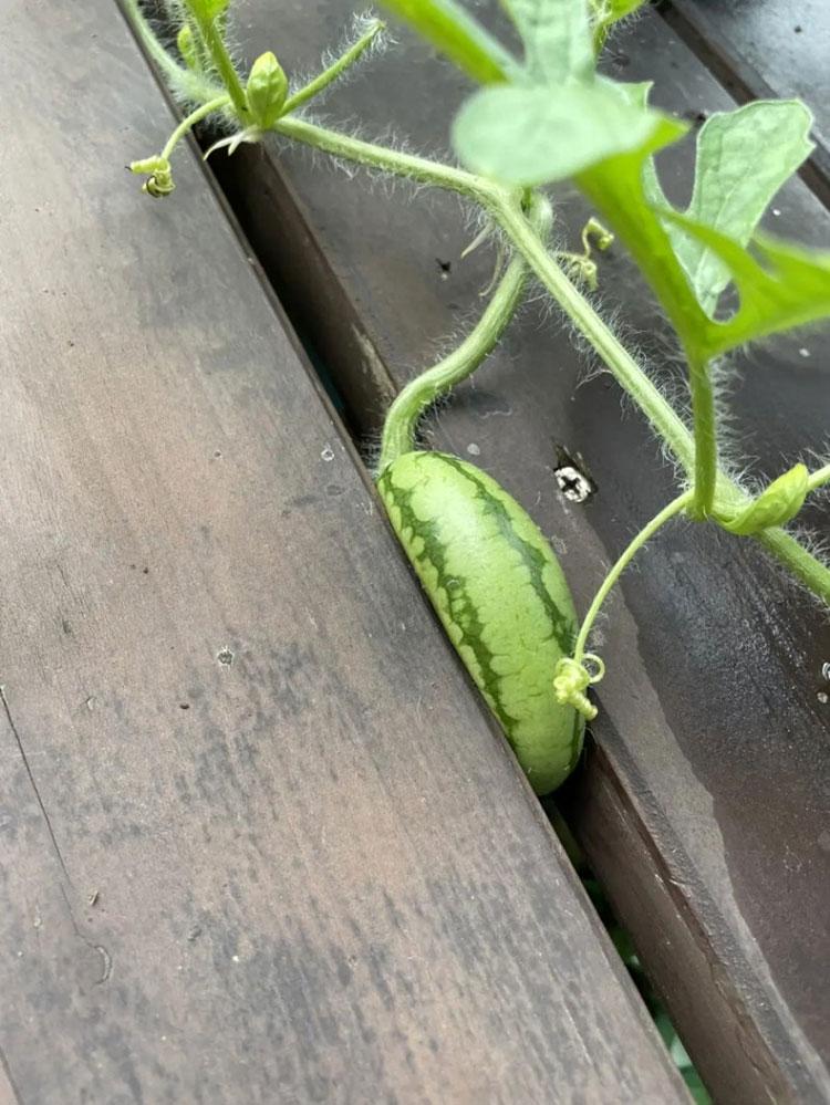위치선정에 실패한 수박