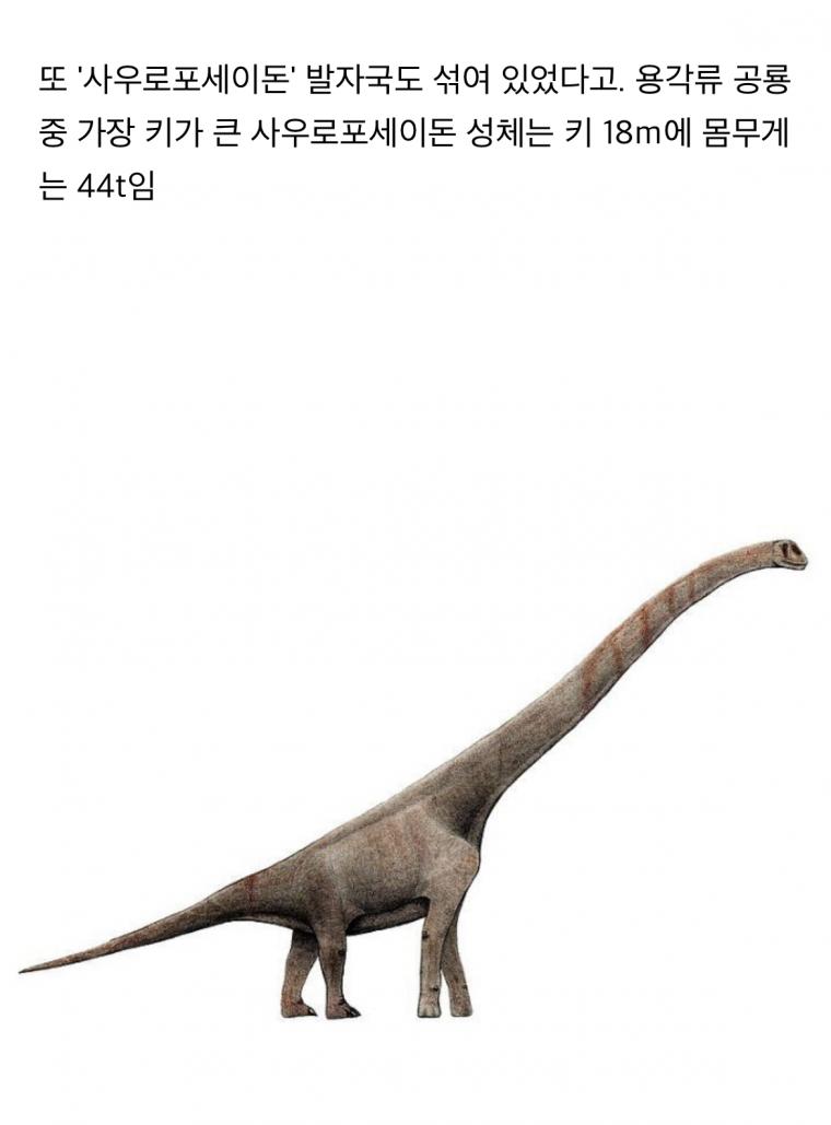 가뭄에 美텍사스 계곡 바닥 드러내자 공룡 발자국 발견