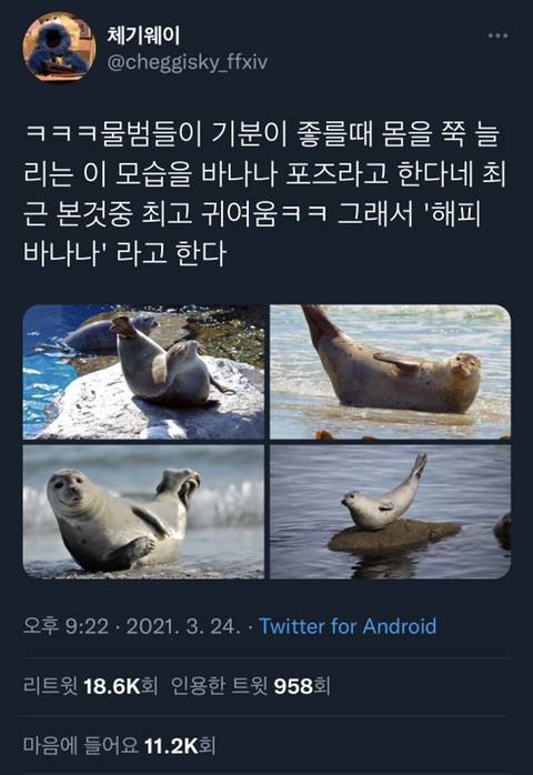 물범들이 행복할때 취하는 포즈.twt