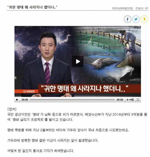 9억원 들여 명태 살리기 프로젝트 하는데 명태가 자꾸 사라짐