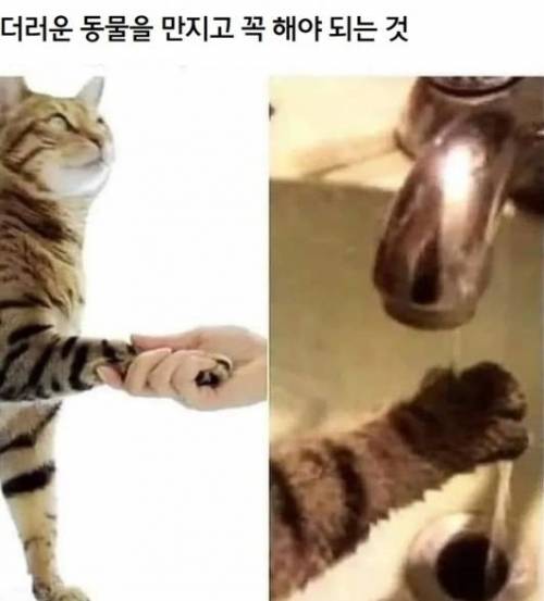 				더러운 동물을 만지고 꼭 해야하는거