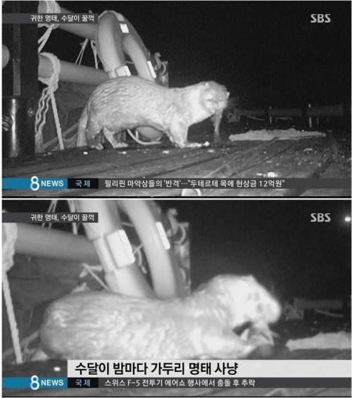 9억원 들여 명태 살리기 프로젝트 하는데 명태가 자꾸 사라짐