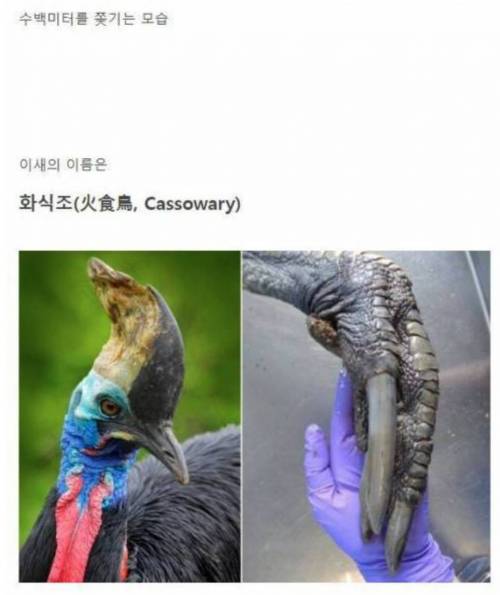 세상에서 가장 위험한 새