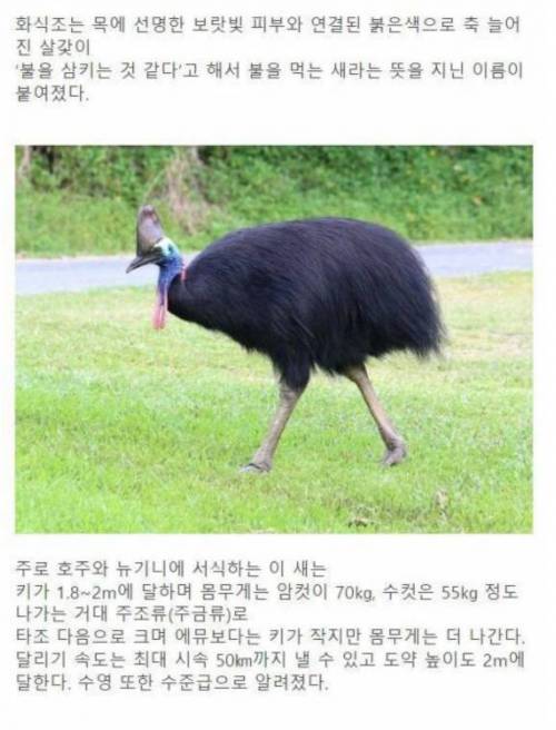 세상에서 가장 위험한 새