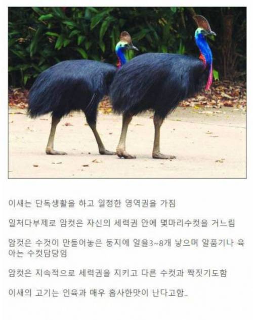 세상에서 가장 위험한 새