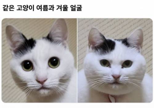 털빨의 차이