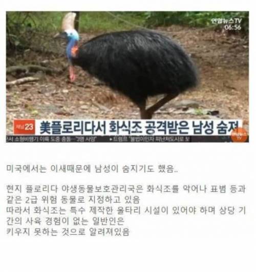 세상에서 가장 위험한 새