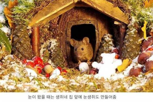 정원에서 쥐를 발견한 남자가 취한 행동