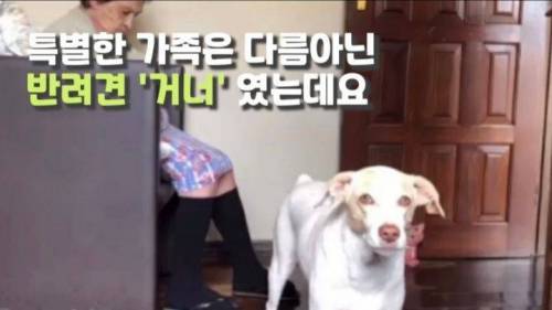 주인 옆자리 지키던 반려견이 눈 감은지 1시간뒤