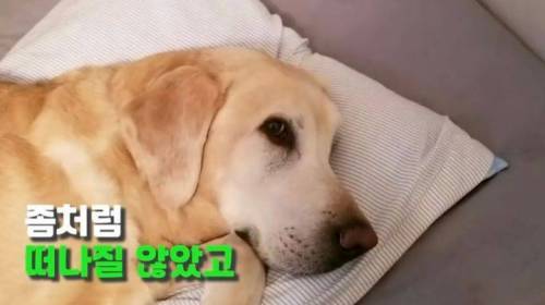 주인 옆자리 지키던 반려견이 눈 감은지 1시간뒤