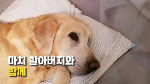 주인 옆자리 지키던 반려견이 눈 감은지 1시간뒤