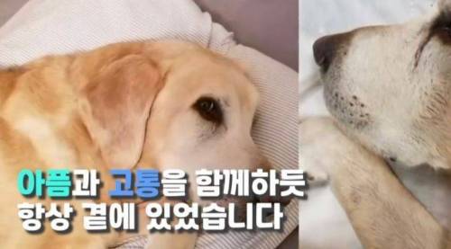 주인 옆자리 지키던 반려견이 눈 감은지 1시간뒤
