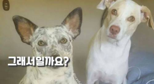 주인 옆자리 지키던 반려견이 눈 감은지 1시간뒤
