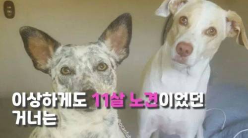주인 옆자리 지키던 반려견이 눈 감은지 1시간뒤