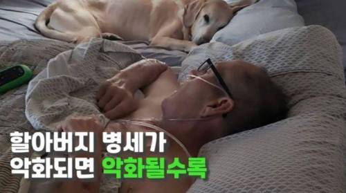 주인 옆자리 지키던 반려견이 눈 감은지 1시간뒤