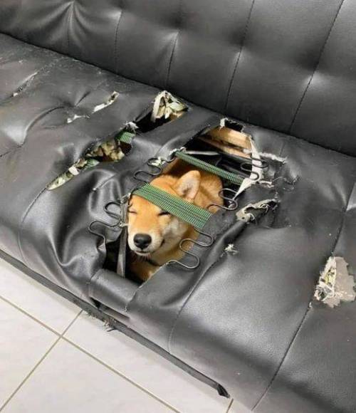 내 집 마련의 꿈을 이룬 강아지.jpg