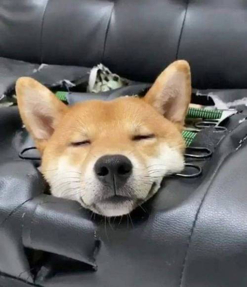 내 집 마련의 꿈을 이룬 강아지.jpg