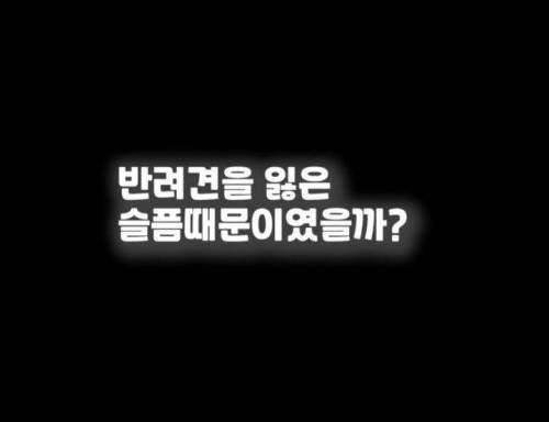 주인 옆자리 지키던 반려견이 눈 감은지 1시간뒤