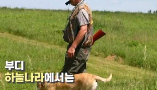 주인 옆자리 지키던 반려견이 눈 감은지 1시간뒤