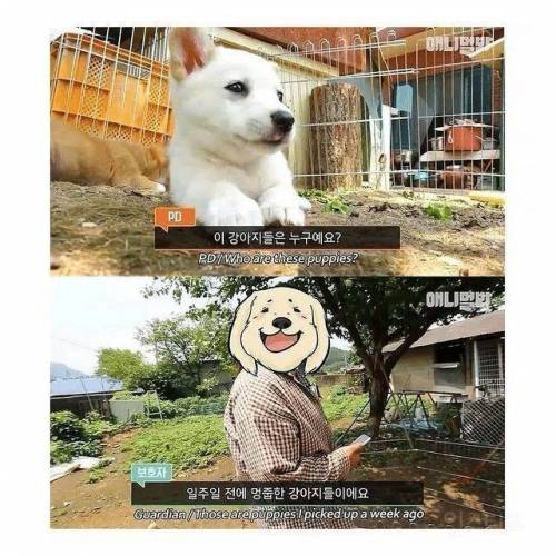 어디가서 무시당하지 말라고 지어준 반려견 이름