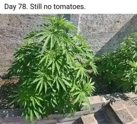 토마토가 78일째 열리지 않아 걱정중인 사람