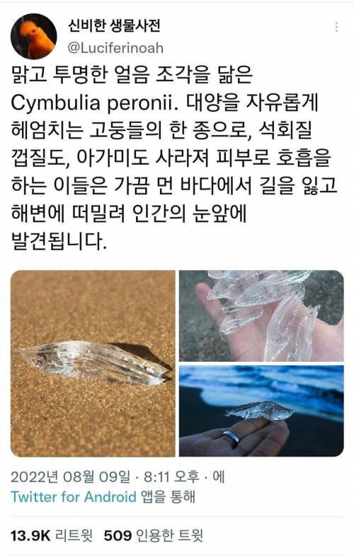 맑고 투명한 얼음조각을 닮은 고둥