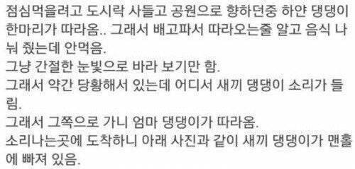 백구가 사람을 따라온 이유