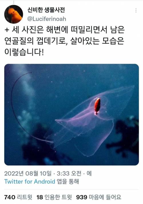 맑고 투명한 얼음조각을 닮은 고둥