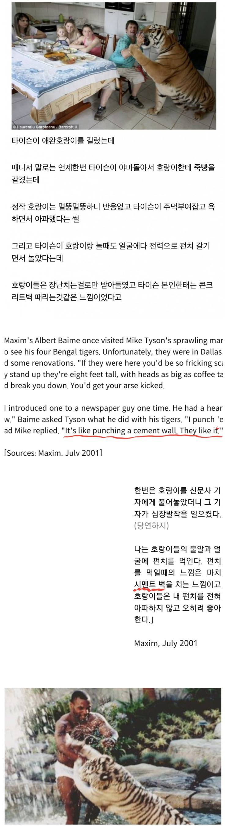 호랑이와 싸운 후기