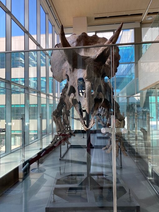 세계적 수준의 공룡화석이 병원에 전시되어있는 이유