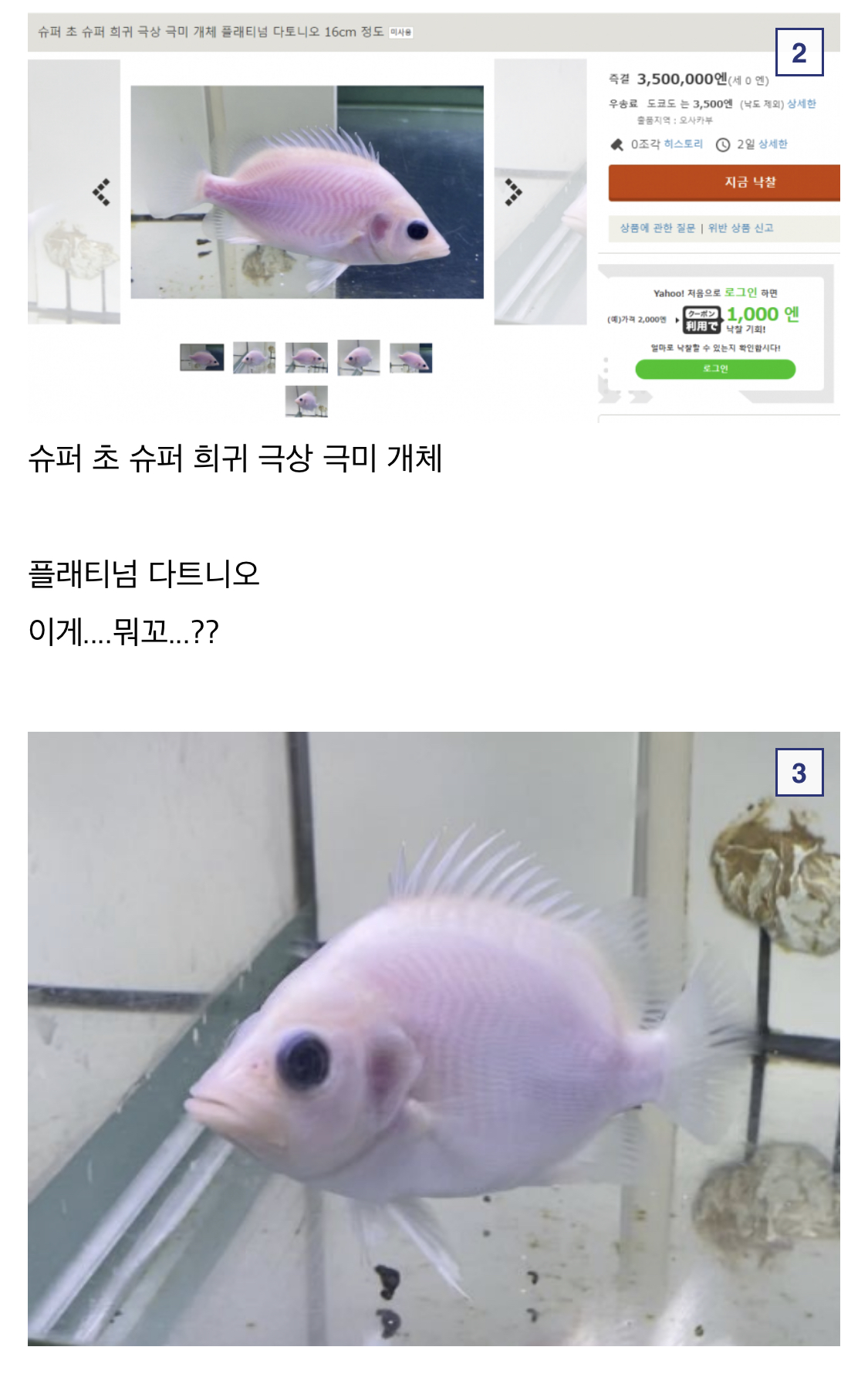 아니 무슨 물고기가 3,500만원…?