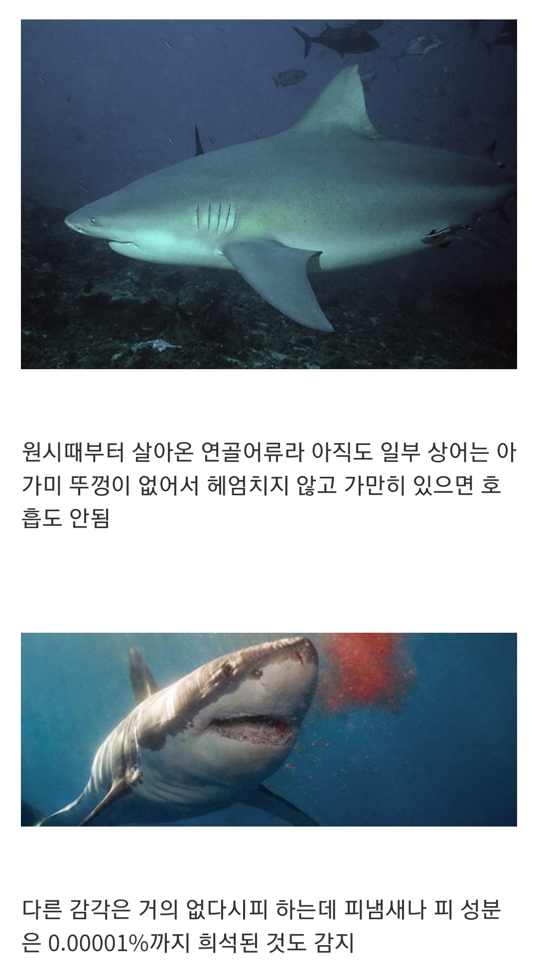 				인지도는 최고 수준인데 정작 알려진 건 거의 없는 생물...jpg