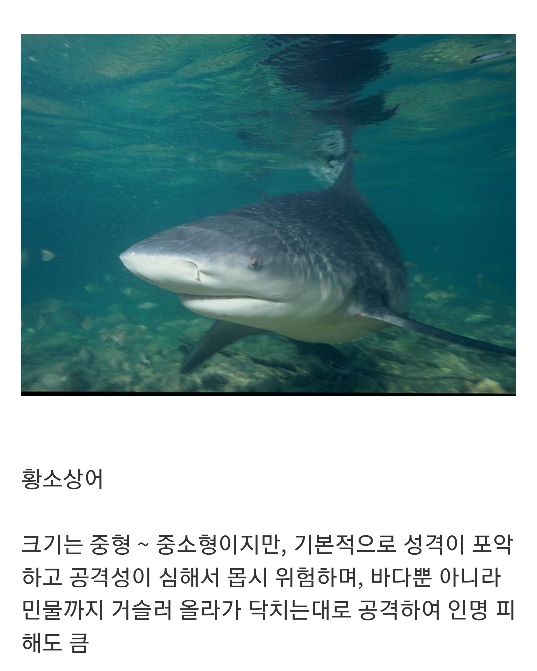 				인지도는 최고 수준인데 정작 알려진 건 거의 없는 생물...jpg