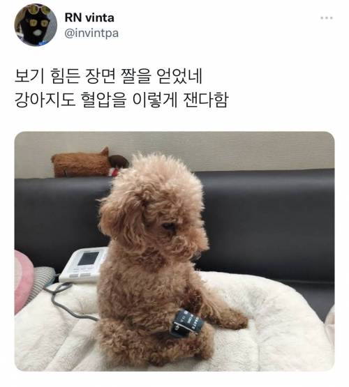 				강아지도 혈압을 이렇게 잰다함