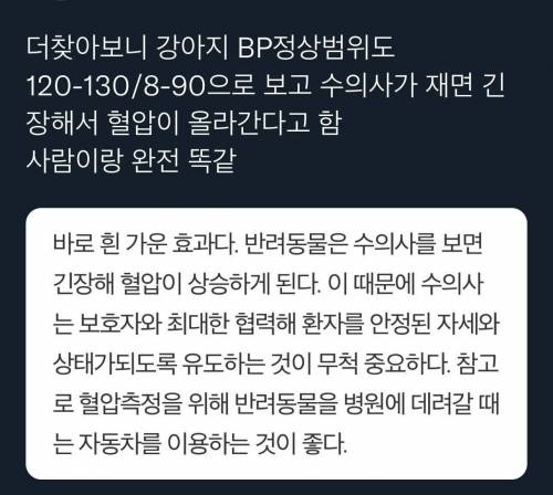 				강아지도 혈압을 이렇게 잰다함