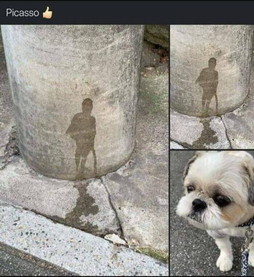 피카소 강아지...