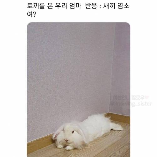 동물보고 눈에 보이는대로 부르는 어른들