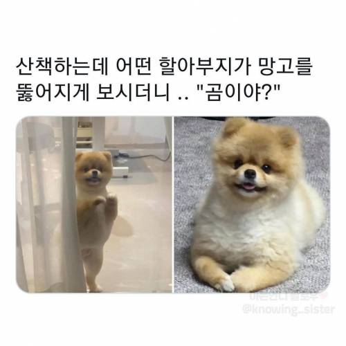 동물보고 눈에 보이는대로 부르는 어른들