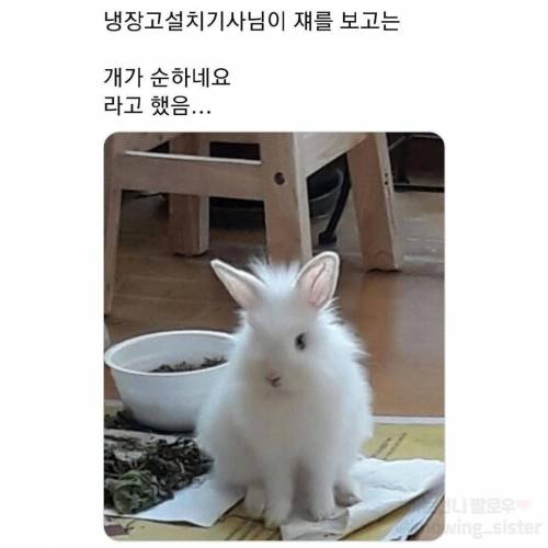 동물보고 눈에 보이는대로 부르는 어른들