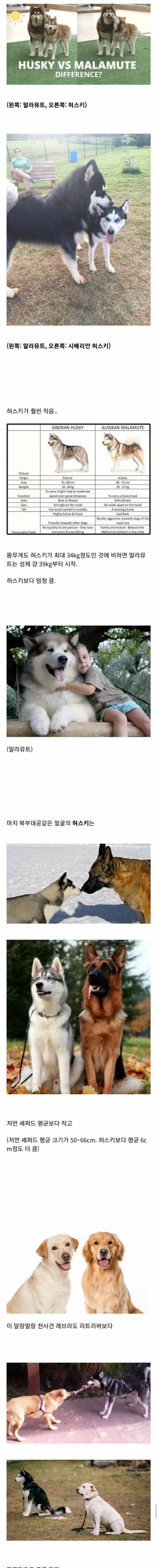외모에 비해서는 생각보다 크기가 작은 시베리안 허스키