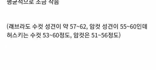 외모에 비해서는 생각보다 크기가 작은 시베리안 허스키