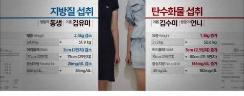 고탄수화물 식단 VS 고지방 식단